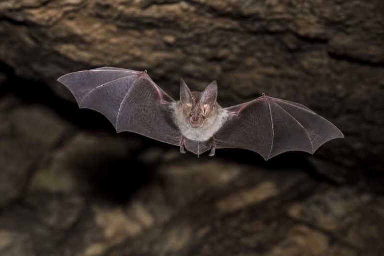 Image of a Damara Horseshoe Bat in its natural habitat