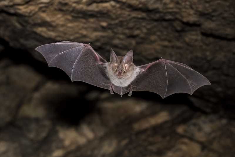 Image of a Damara Horseshoe Bat in its natural habitat