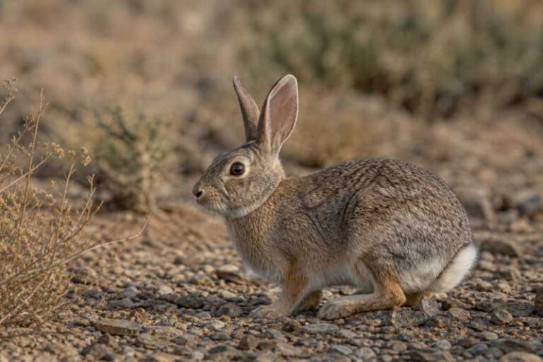 Image of a Desert Cottontail in its natural habitat