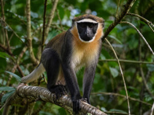 Dryas Monkey