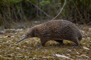 Image of a Eastern Long-beaked Echidna in its natural habitat