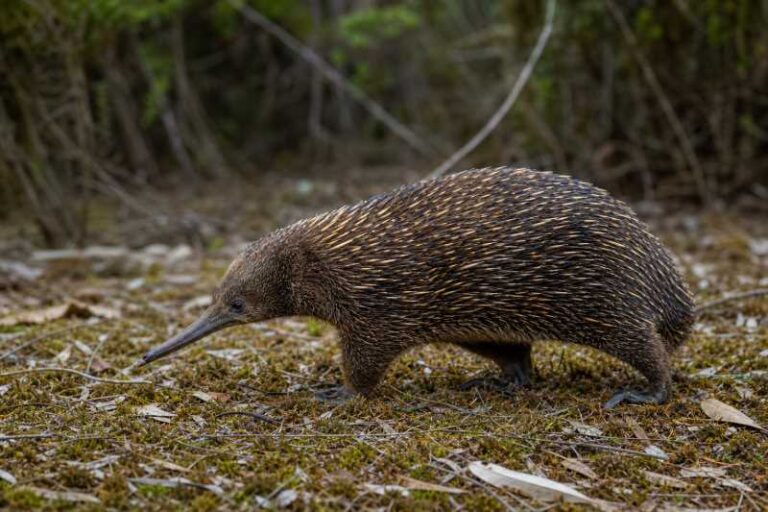 Image of a Eastern Long-beaked Echidna in its natural habitat