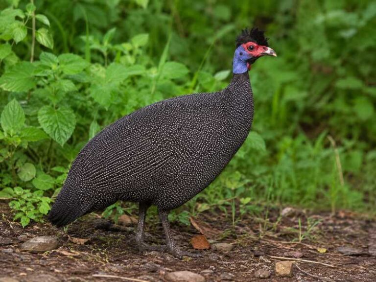 Image of a Eastern Crested Guineafowl in its natural habitat