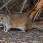 Image of a Emperor Giant Rat in its natural habitat