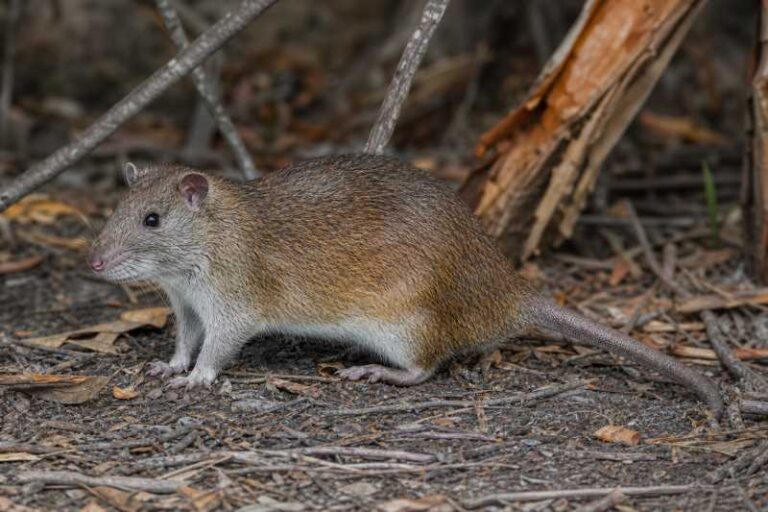 Image of a Emperor Giant Rat in its natural habitat