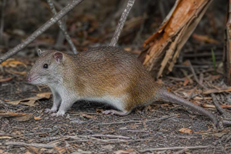 Image of a Emperor Giant Rat in its natural habitat