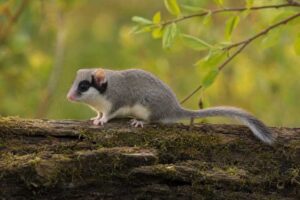 Image of a Eurasian Forest Dormouse in its natural habitat
