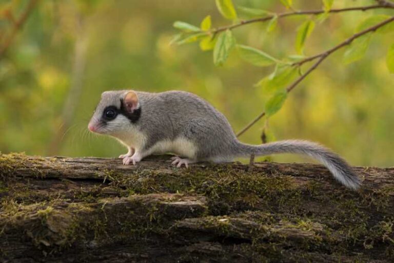 Image of a Eurasian Forest Dormouse in its natural habitat