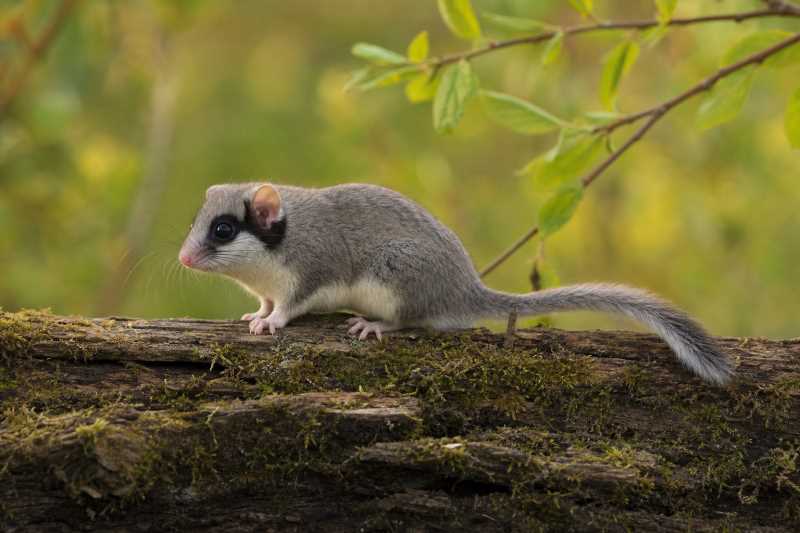 Image of a Eurasian Forest Dormouse in its natural habitat