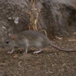 Image of a Feiler's Rat in its natural habitat