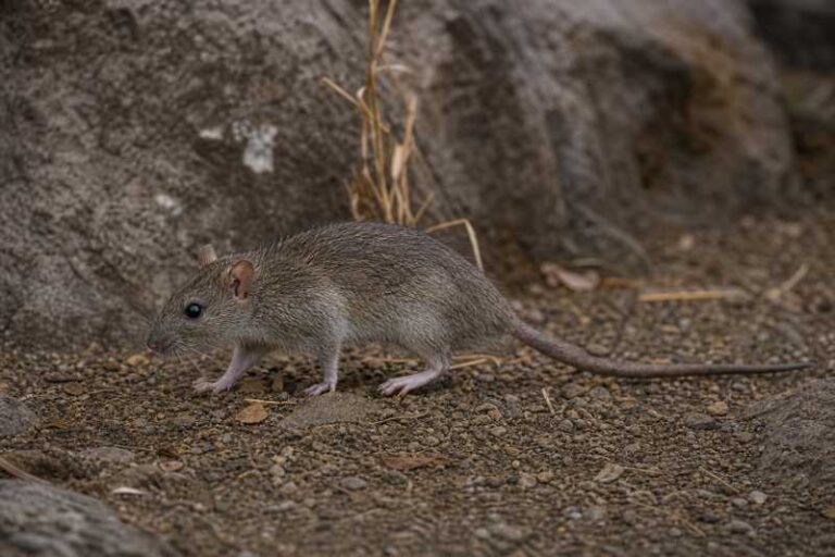 Image of a Feiler's Rat in its natural habitat