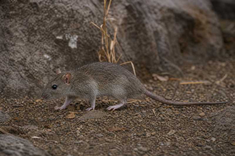 Image of a Feiler's Rat in its natural habitat