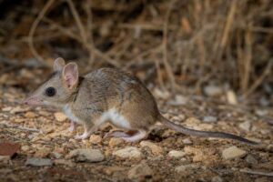 Image of a Froggatt's Dunnart in its natural habitat