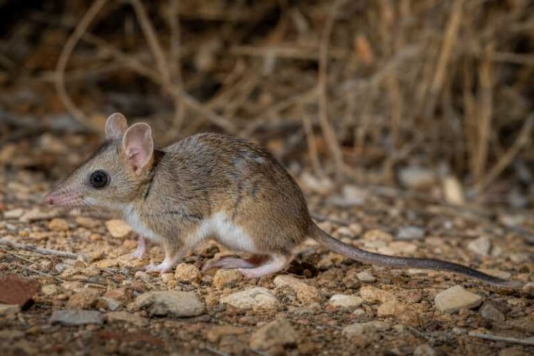 Image of a Froggatt's Dunnart in its natural habitat