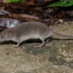 Image of a Greater Dwarf Shrew in its natural habitat