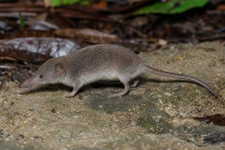 Image of a Greater Dwarf Shrew in its natural habitat