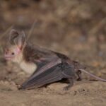 Image of a Greater Mouse-tailed Bat in its natural habitat