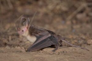 Image of a Greater Mouse-tailed Bat in its natural habitat