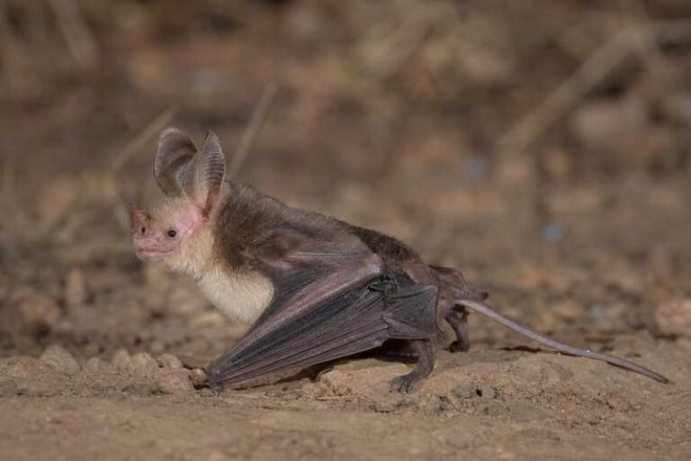 Image of a Greater Mouse-tailed Bat in its natural habitat