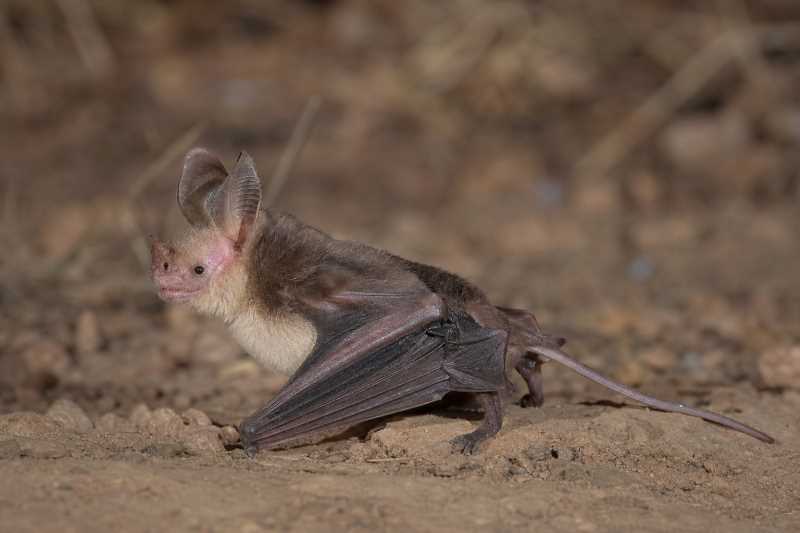 Image of a Greater Mouse-tailed Bat in its natural habitat
