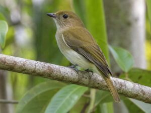 Image of a Green-backed Whistler in its natural habitat