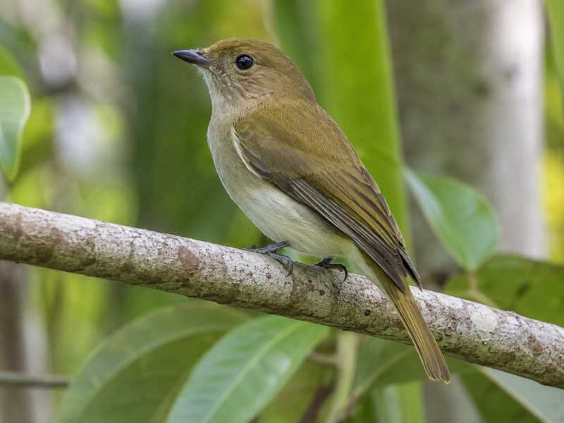 Image of a Green-backed Whistler in its natural habitat
