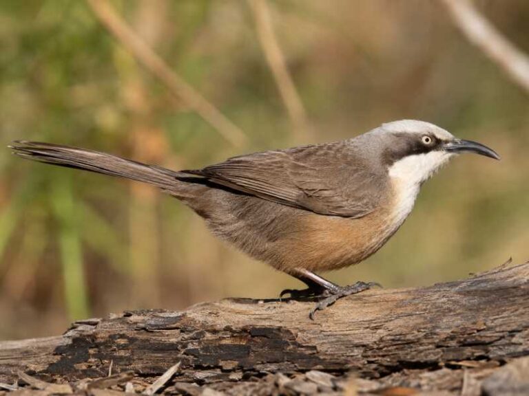 Image of a Grey-crowned Babbler in its natural habitat