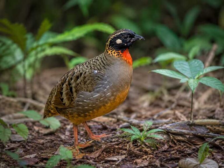 Image of a Hainan Partridge in its natural habitat