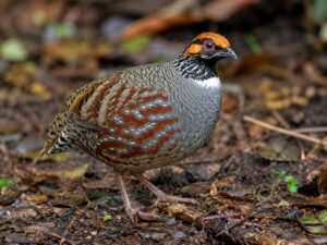 Image of a Hill Partridge in its natural habitat
