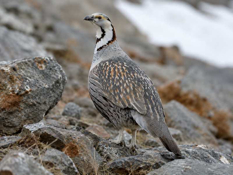 Image of a Himalayan Snowcock in its natural habitat