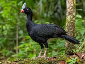 Image of a Horned Curassow in its natural habitat