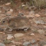Image of a Hume's Hadromys in its natural habitat