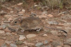 Image of a Hume's Hadromys in its natural habitat