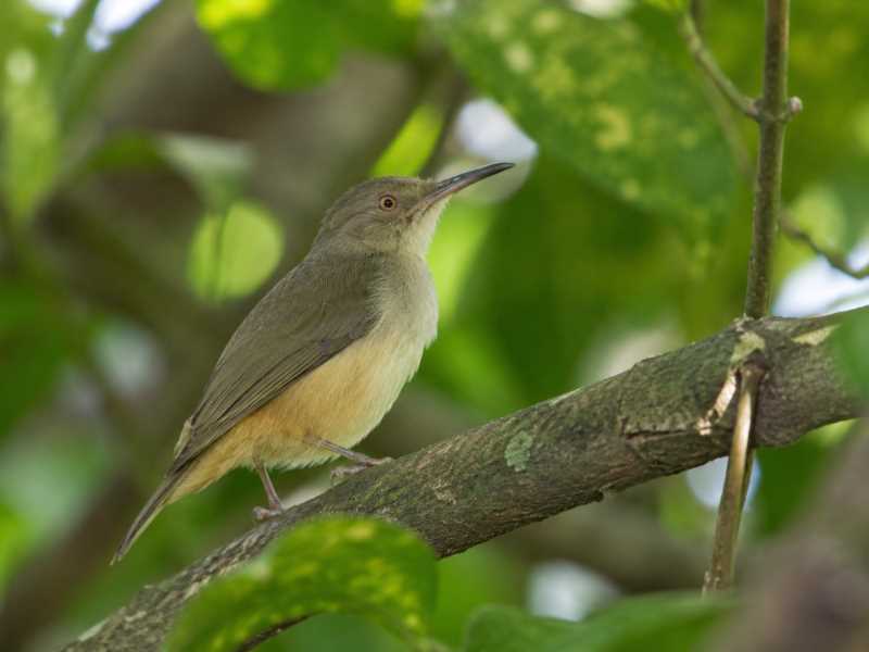 Image of a Kemp's Longbill in its natural habitat
