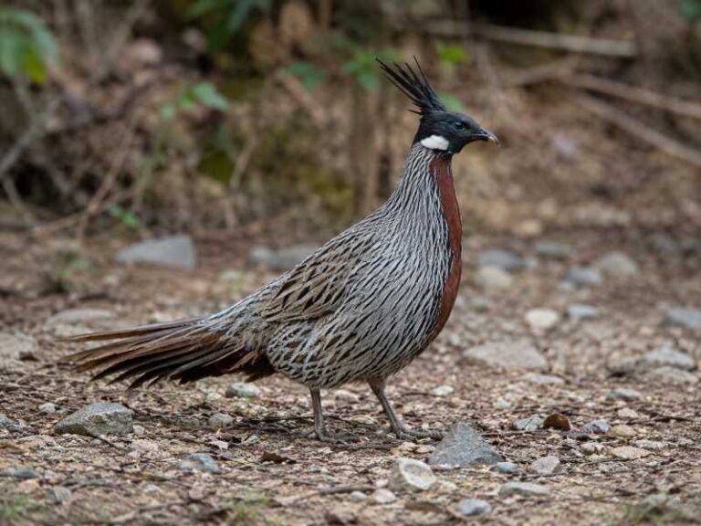 Image of a Koklass Pheasant in its natural habitat