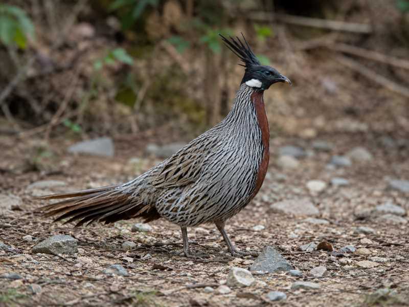 Image of a Koklass Pheasant in its natural habitat