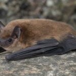 Image of a Krau Woolly Bat in its natural habitat