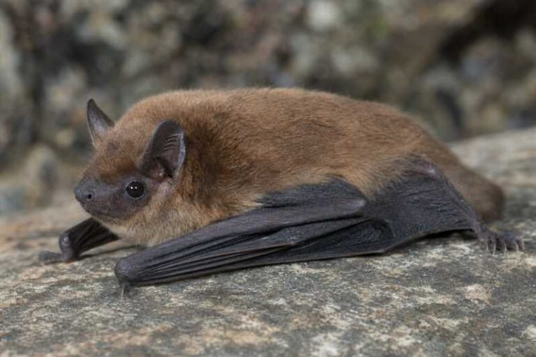 Image of a Krau Woolly Bat in its natural habitat