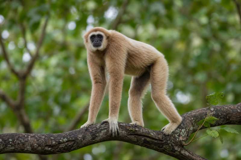 Image of a Lar Gibbon in its natural habitat