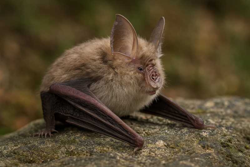 Image of a Lesser Horseshoe Bat in its natural habitat