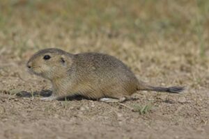 Image of a Lewis's Tuco-tuco in its natural habitat