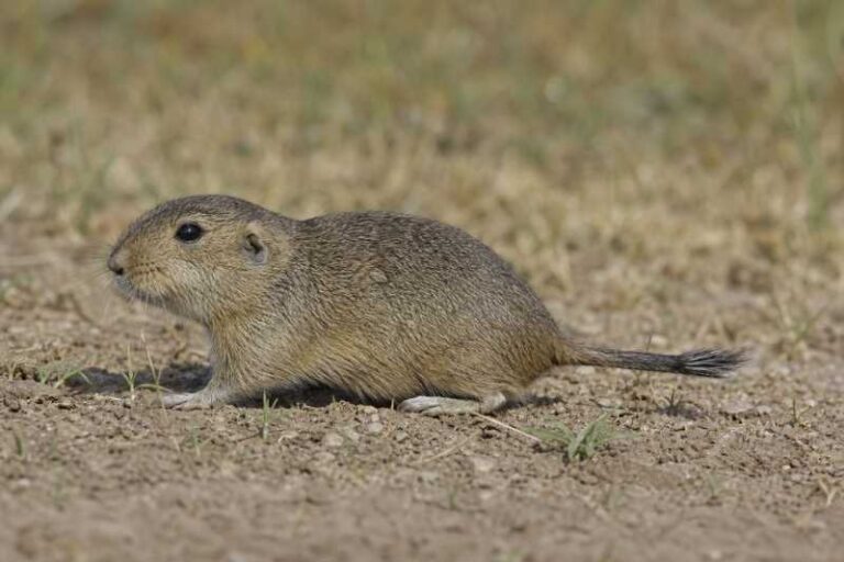Image of a Lewis's Tuco-tuco in its natural habitat