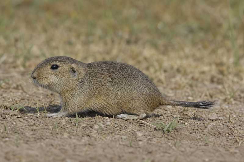 Image of a Lewis's Tuco-tuco in its natural habitat