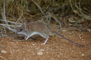 Image of a Long-tailed Hopping Mouse in its natural habitat