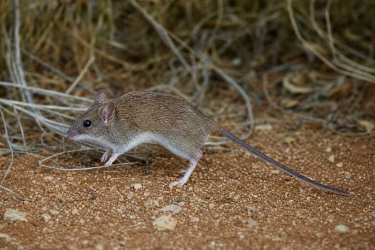 Image of a Long-tailed Hopping Mouse in its natural habitat