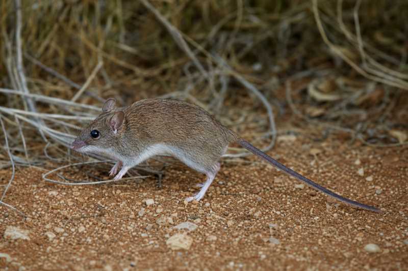 Image of a Long-tailed Hopping Mouse in its natural habitat