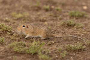Image of a Long-tailed Tuco-tuco in its natural habitat