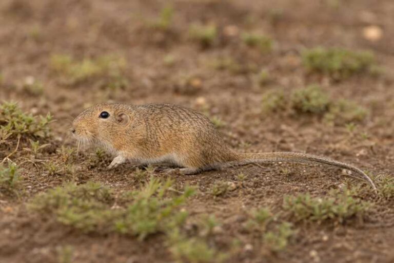 Image of a Long-tailed Tuco-tuco in its natural habitat