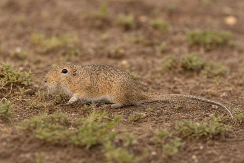 Image of a Long-tailed Tuco-tuco in its natural habitat
