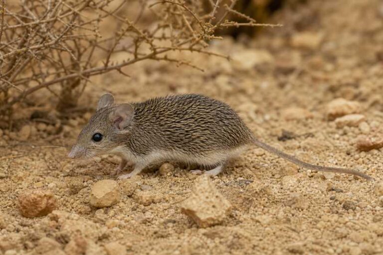 Image of a Louise's Spiny Mouse in its natural habitat